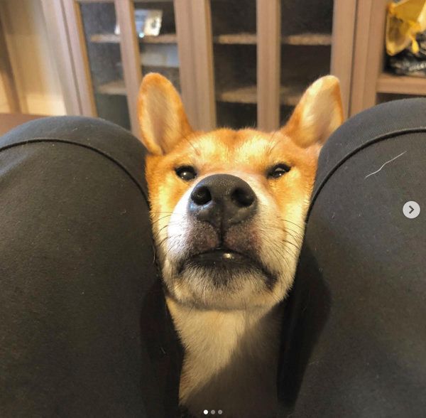 飼い主さんの足に挟まる柴犬