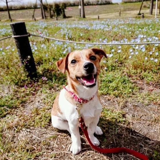 獣医師監修:シニア犬に多い病気「クッシング症候群」なるとどうなる?