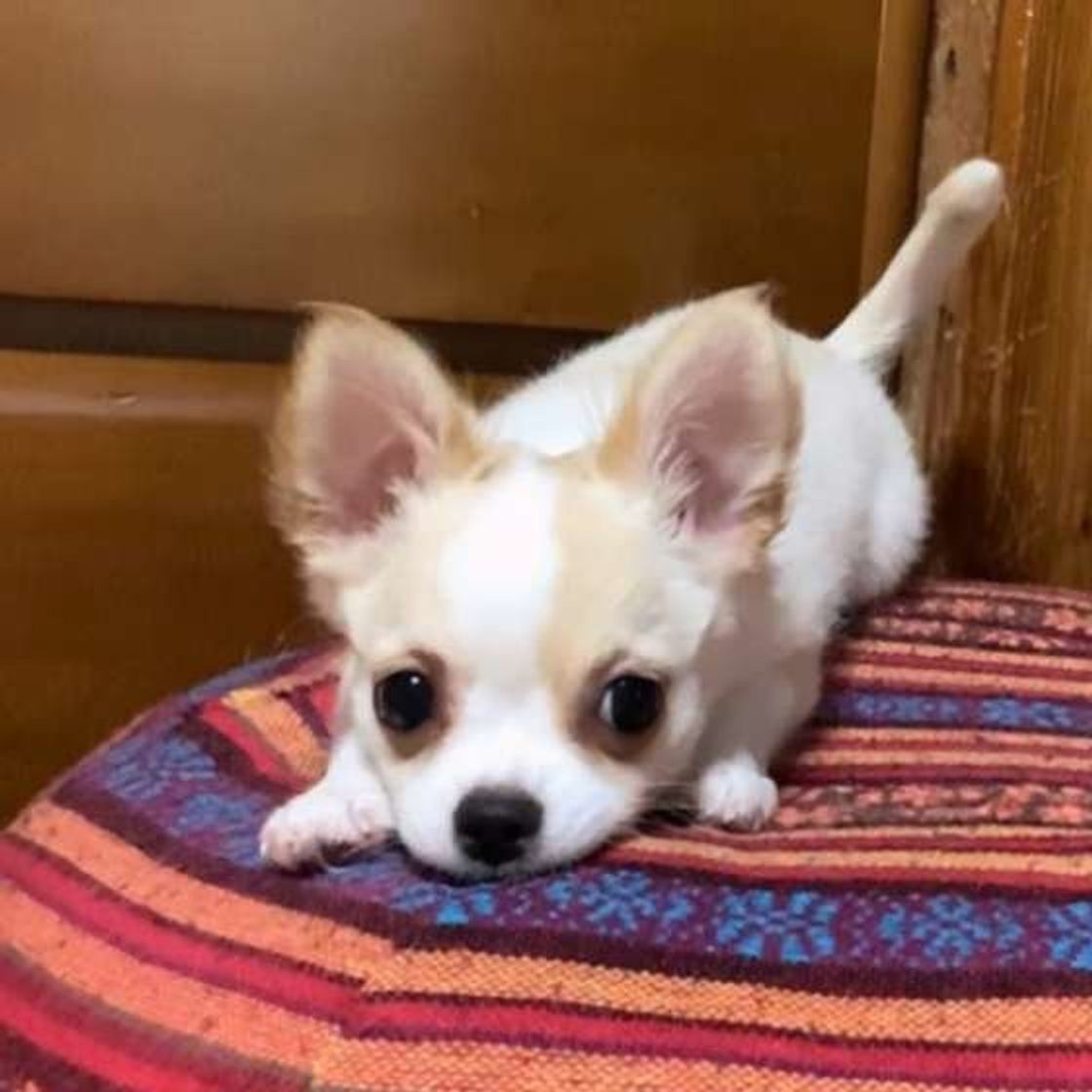 獣医師監修 小型犬人気ランキング 飼いやすさ 飼い方のポイントも解説 いぬのきもちweb Magazine 獣医師監修 小型犬人気ランキング 飼いやすさ 飼い方のポイントも解説 いぬのきもちweb Magazine