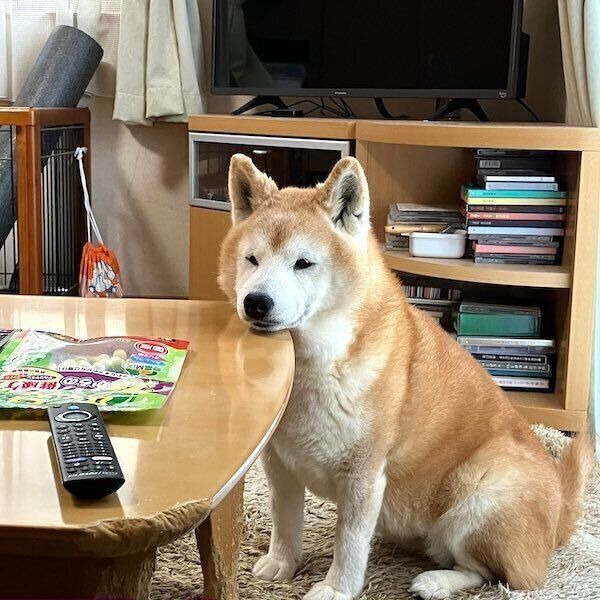 静かにおやつを見つめるロペさん