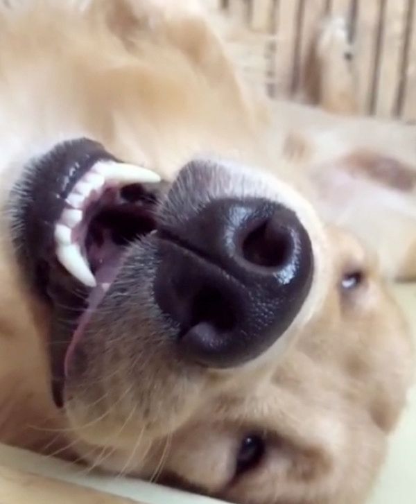 無防備な姿で寝る犬