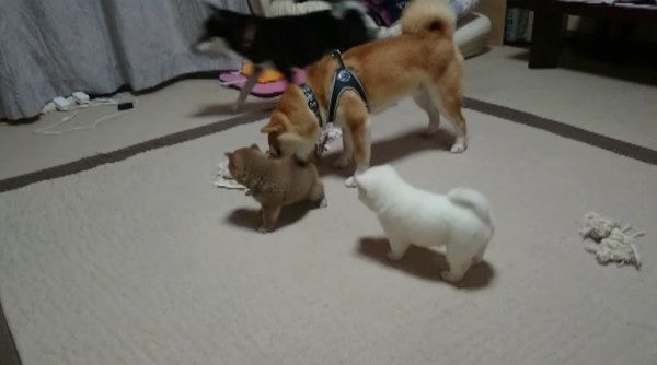 子育てをする柴犬