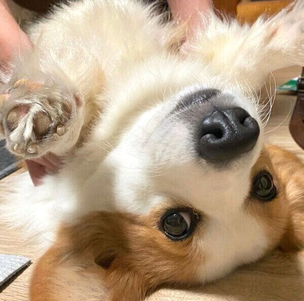 寝転がるパンさん