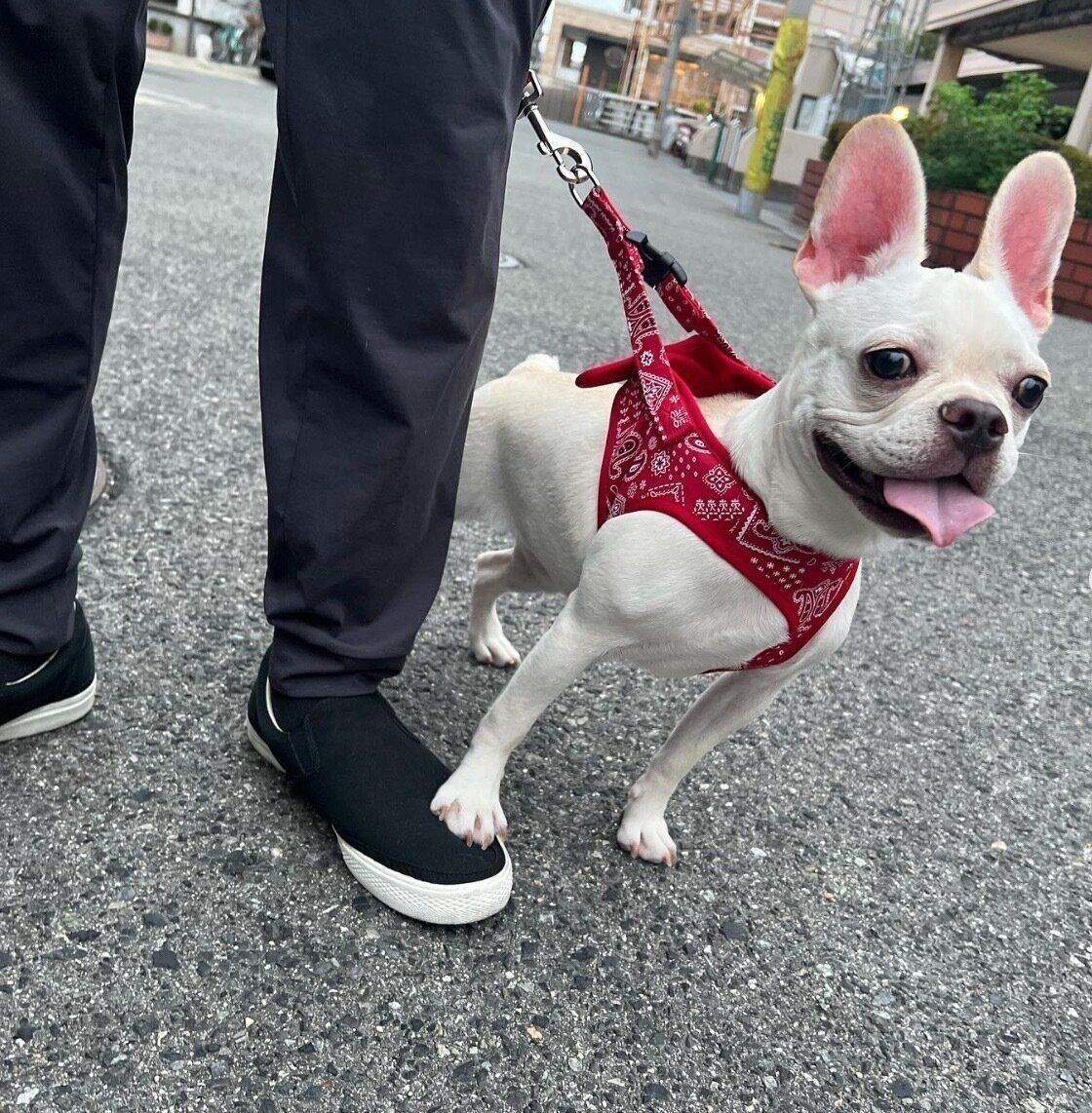 楽しそうに散歩をするグミちゃん