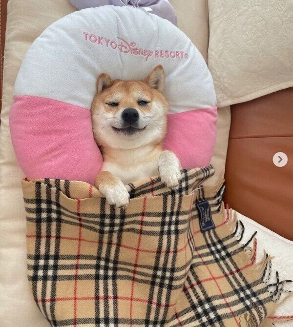 眠るこむぎくん