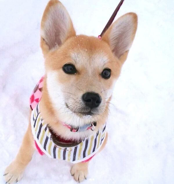 見つめる咲季ちゃん