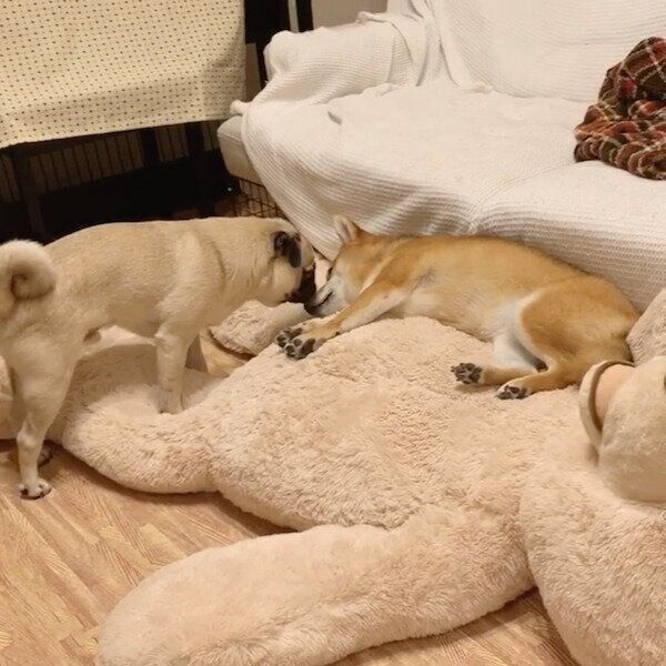 アキちゃんにおやすみの挨拶をするラルくん