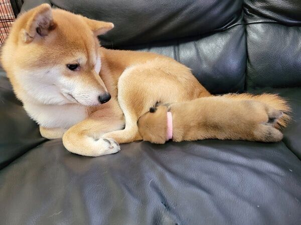 北翔くんとピンクちゃん
