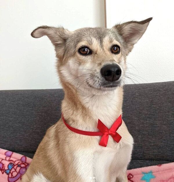 リボンをつけるめるちゃん