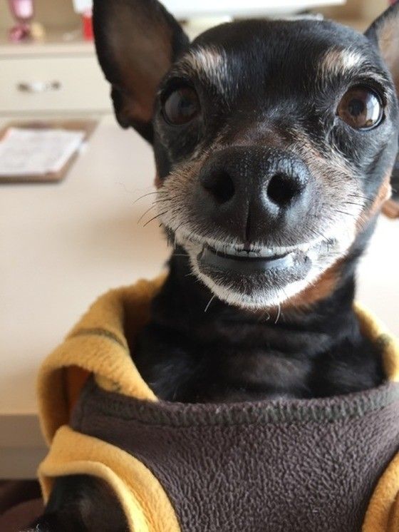 9才になったミニピン