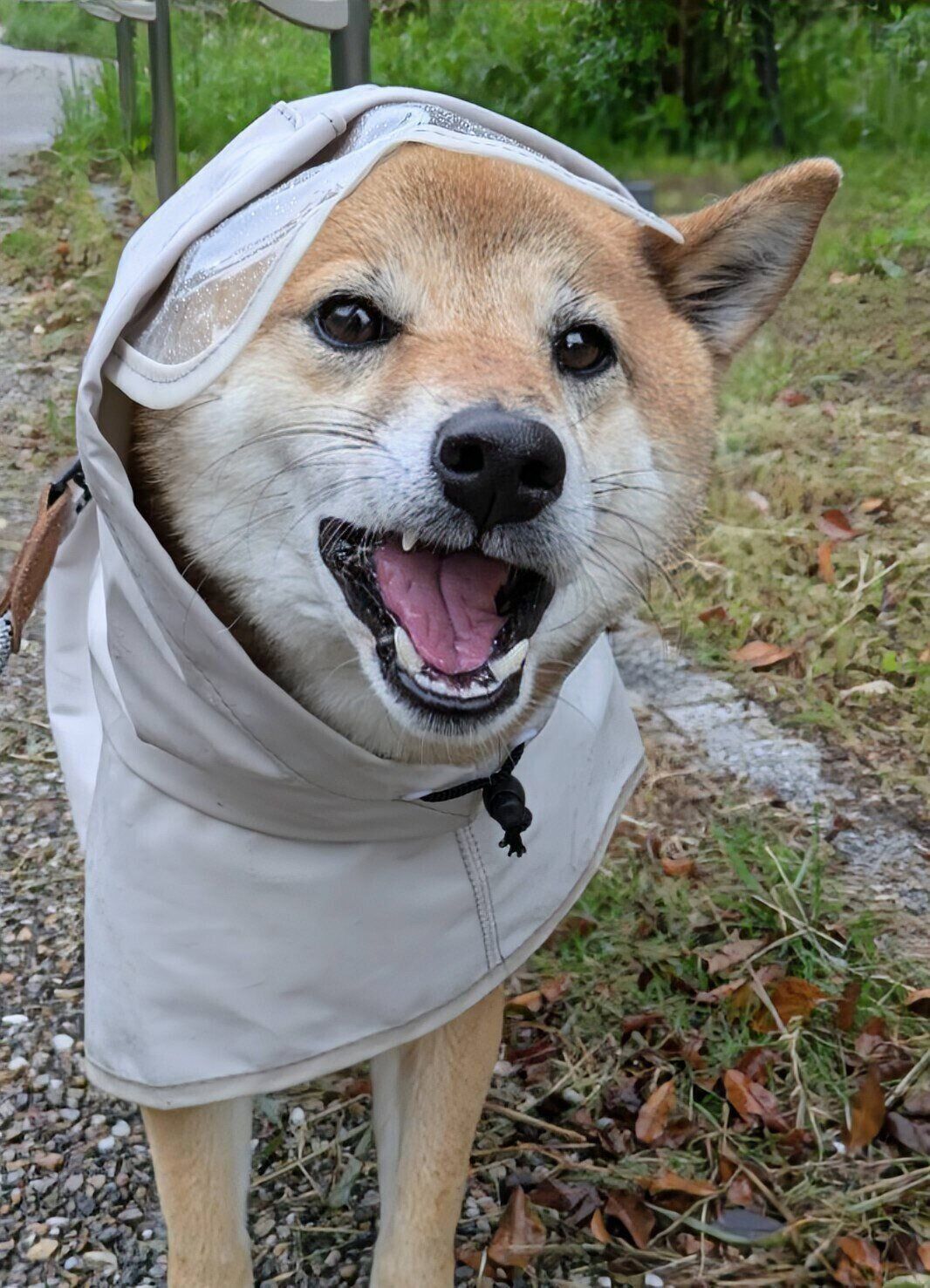 5才になった柴犬