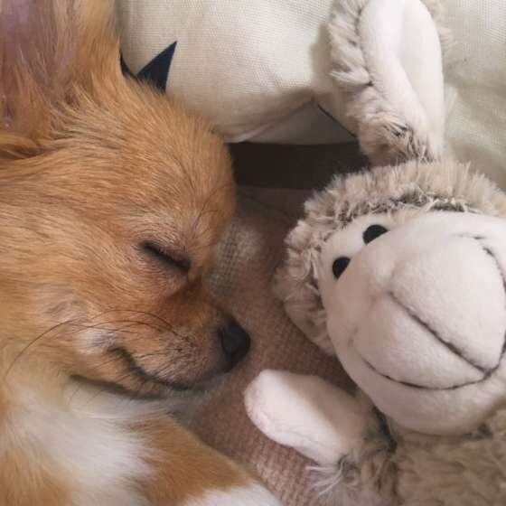 眠るチワワ