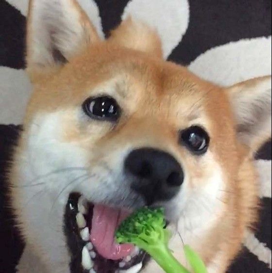 無塩 ブロッコリー！！！！！！！