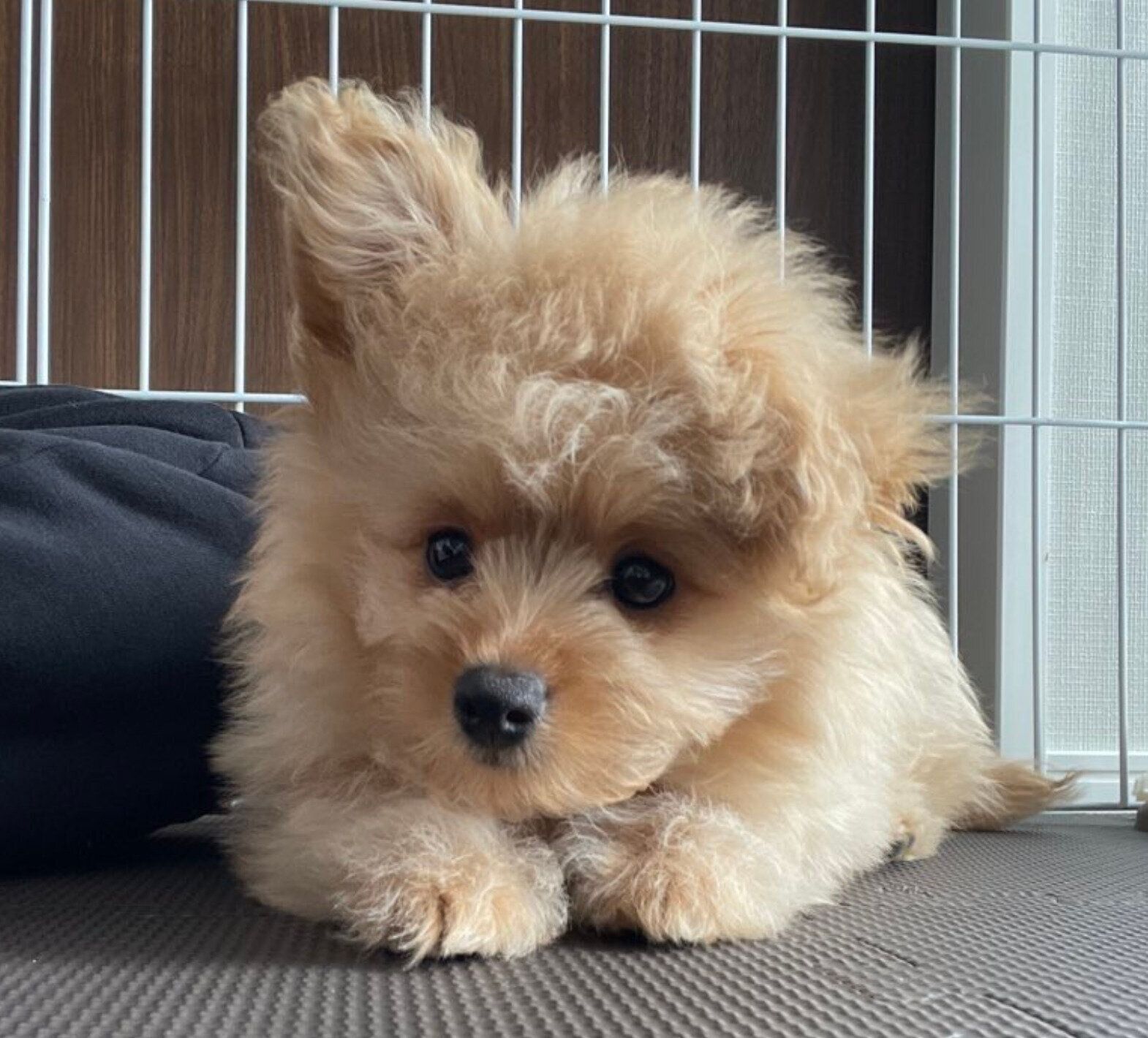 お迎え3日目、生後3カ月のころもくん