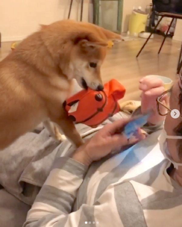 ツムツムを阻止する豆柴