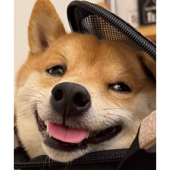 リュックに入るゴンくん