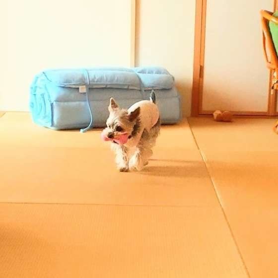 おもちゃを取ってくる遊びをする犬（ヨークシャー・テリア）