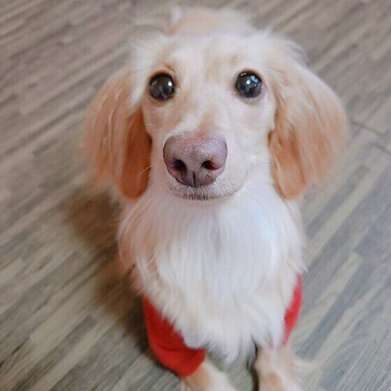 こちらを見つめるダックスのはな