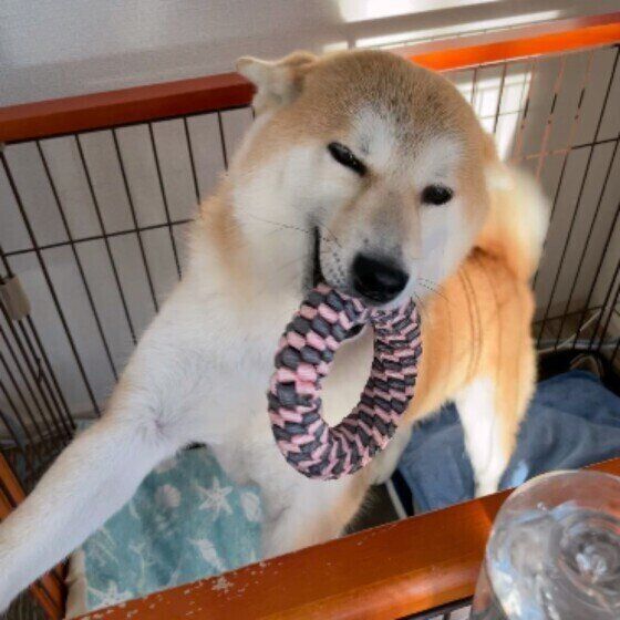 ヒコーキ耳になる柴犬