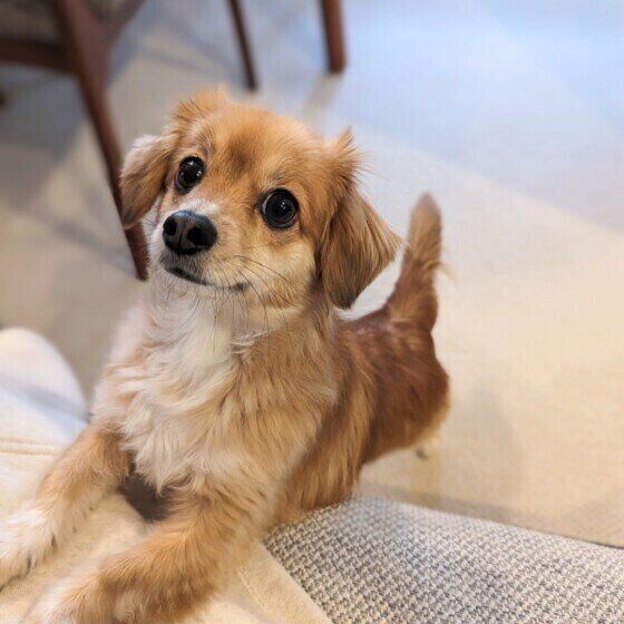 犬が口を「クチャクチャ」するのはなぜ？ 犬がしきりに口を動かす理由と対処法 いぬのきもち