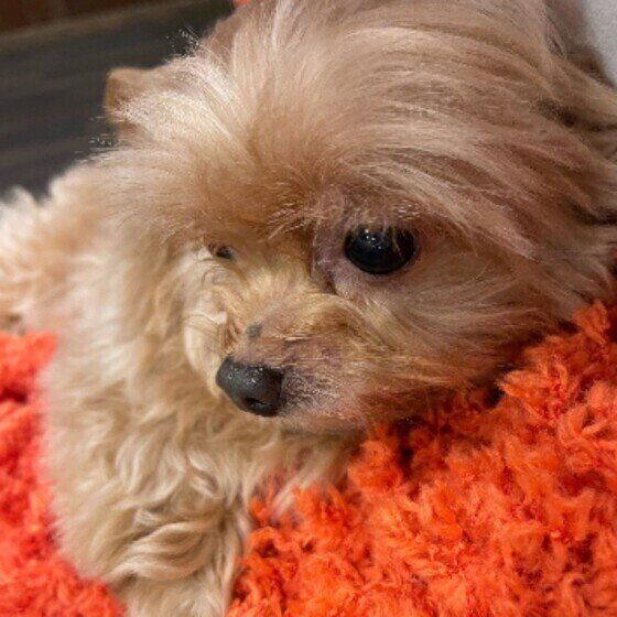 甘えん坊なLocoちゃん