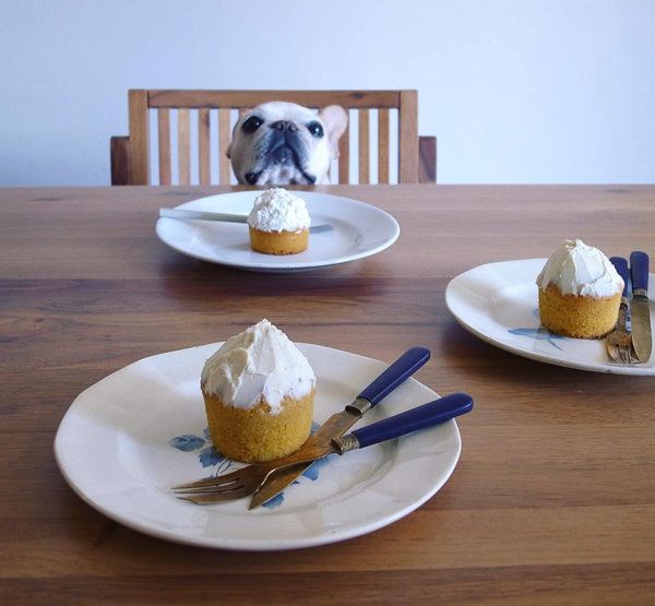 テーブルからお顔を出す豆福ちゃん