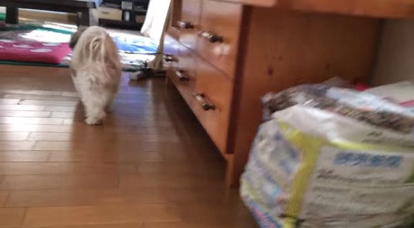 ハムスターvsシーズー