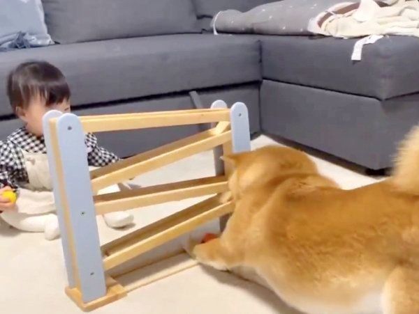 妹ちゃんのおもちゃにハマるりんご郎くん