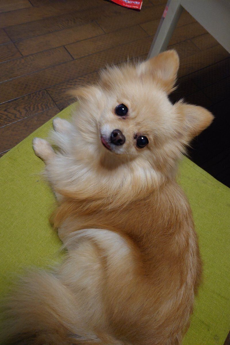 クッションの上でくつろぐポメラニアン