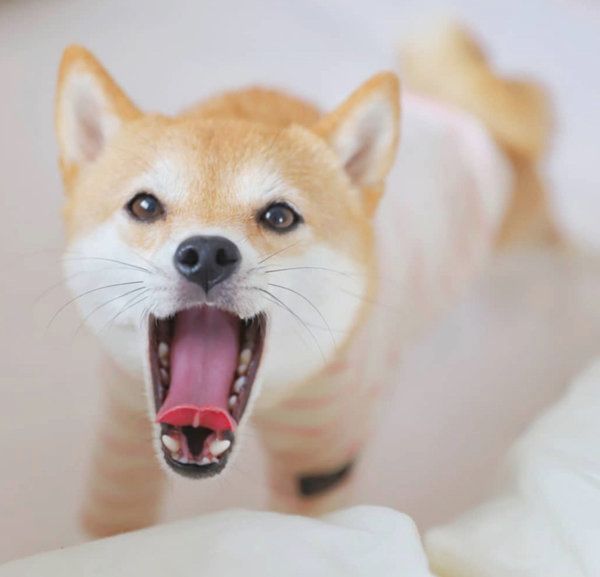 まるで森の妖精 クマに扮した豆柴ちゃんがかわいすぎて大反響 いぬのきもちweb Magazine