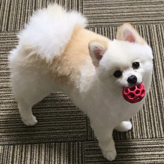 犬のうれションは嬉しすぎて起こる？ うれションにまつわる疑問と対応とは いぬのきもち