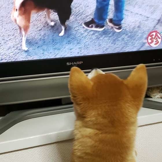テレビを見る柴犬