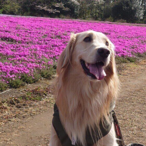 ゴールデン・レトリーバーのリクちゃん