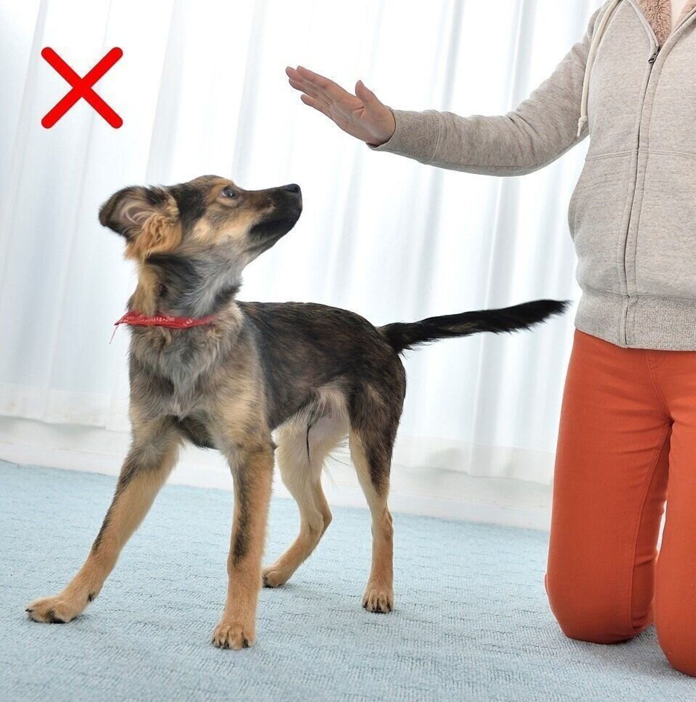 お手入れ中に イヤイヤ噛み されたら 絶対してはいけない3つのこと いぬのきもちweb Magazine お手入れ中に イヤイヤ噛み されたら 絶対してはいけない3つのこと いぬのきもちweb Magazine