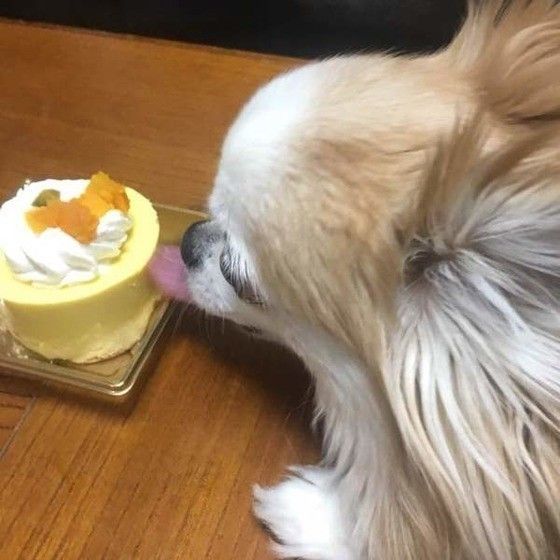 チワワのココロちゃん