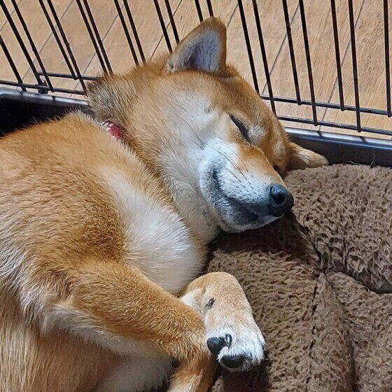 犬の去勢手術・避妊手術の術後に気をつけたいことを獣医師に聞いた いぬのきもち