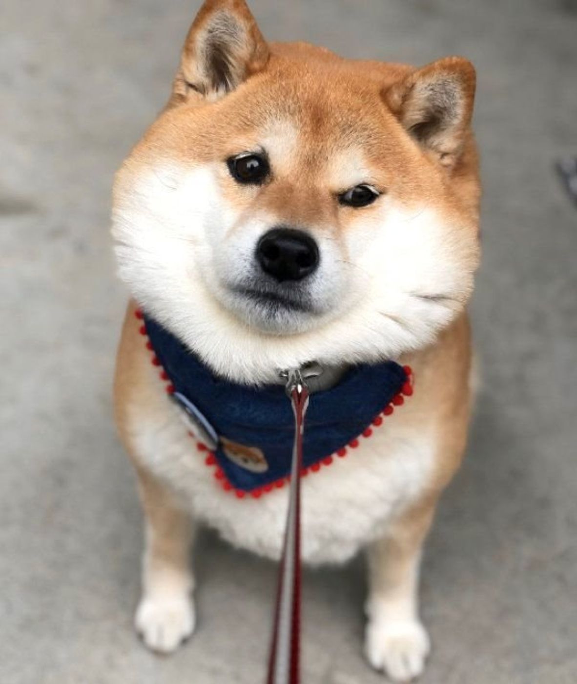 気持ちがお顔に出ちゃう柴犬 イヤイヤ ルンルン 顔の変化にキュン いぬのきもちweb Magazine 気持ちがお顔に出ちゃう柴犬 イヤイヤ ルンルン 顔の変化にキュン いぬのきもちweb Magazine