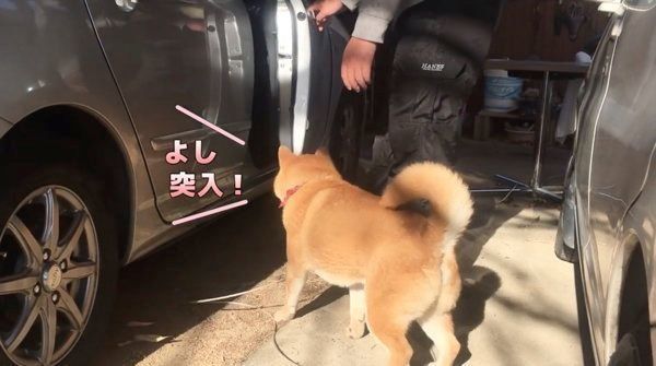 車に乗りたがる柴犬
