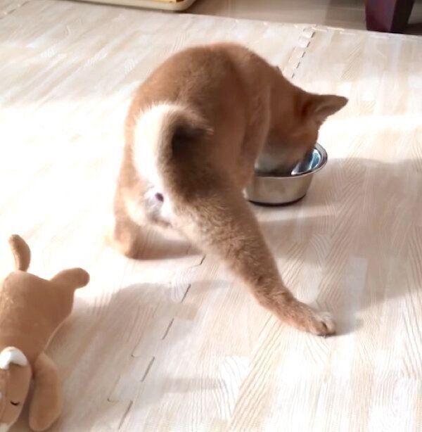 食べ方のクセが強いあくびちゃん