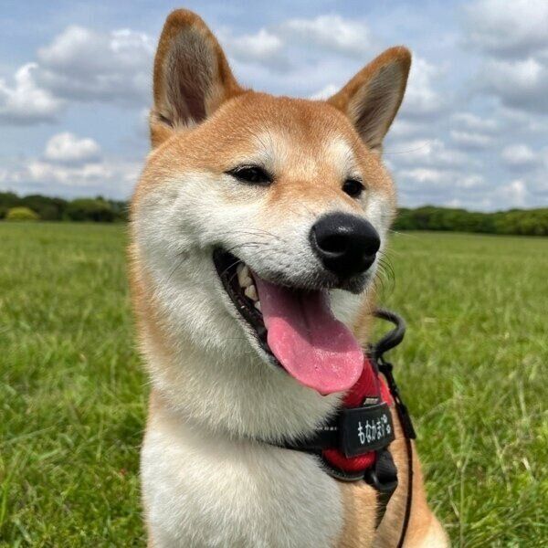 原っぱでのびのび遊ぶもなかまるちゃん