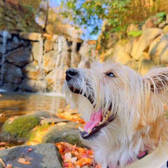 ジャック・ラッセル・テリアのしぃたけくん