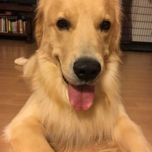 ゴールデン・レトリーバー