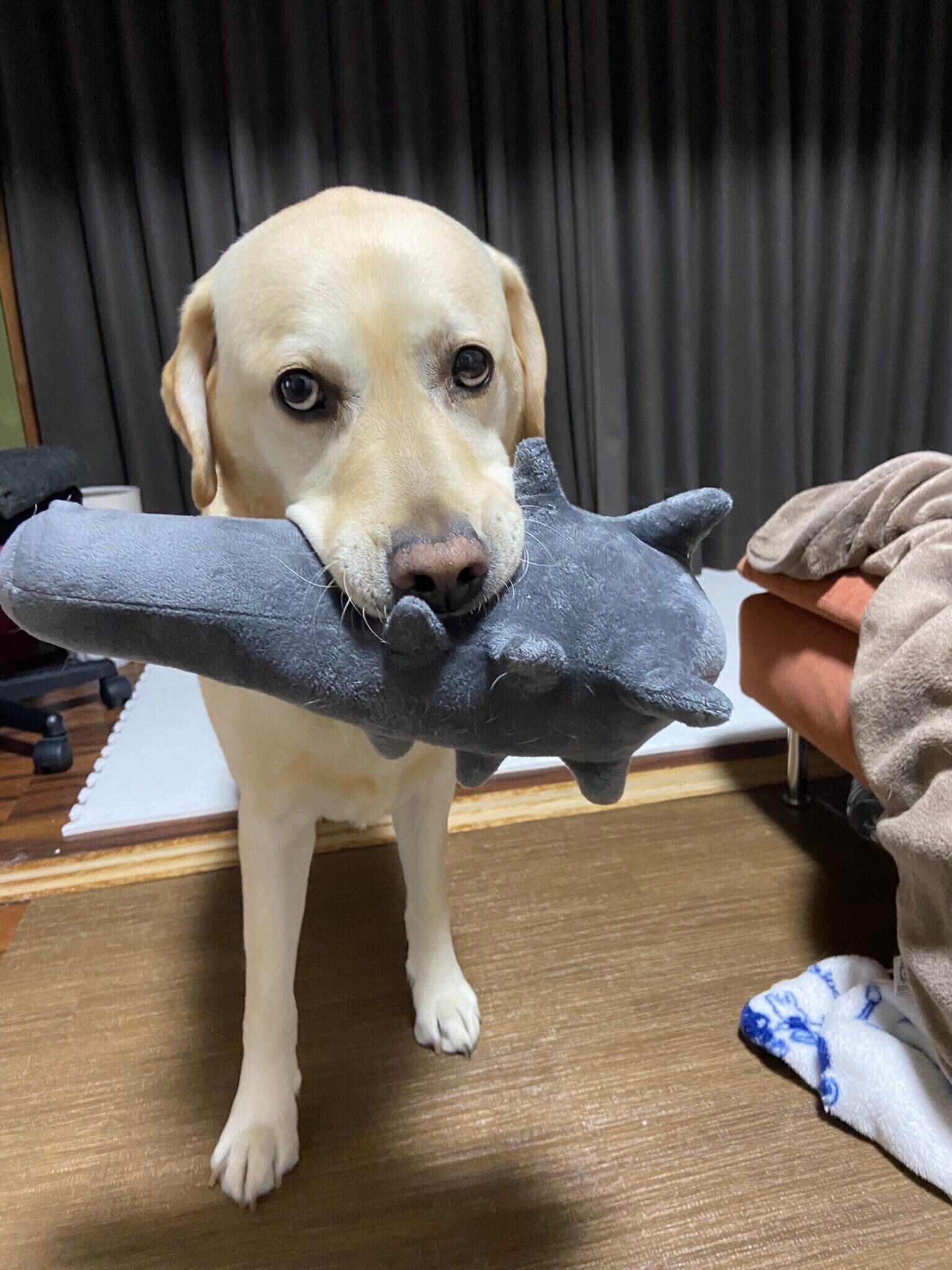 おもちゃを持ってきてアピールするロキくん