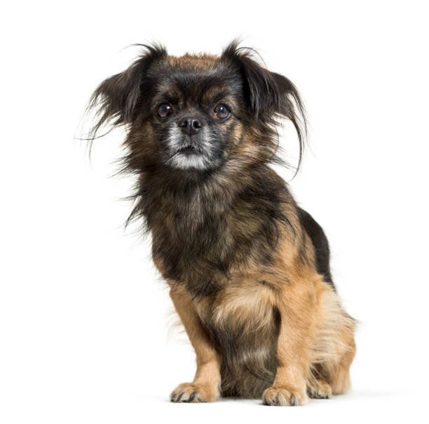 チベタン スパニエルの特徴と性格 飼い方 価格相場など 犬図鑑 いぬのきもちweb Magazine