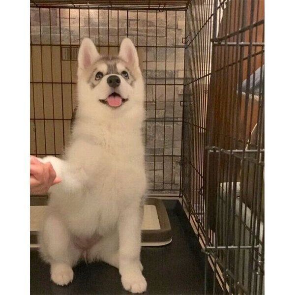 「お手」をするみぞれちゃん