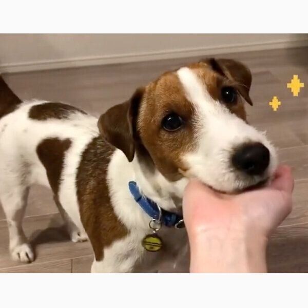 飼い主さんの手にアゴを乗せるまめたくん