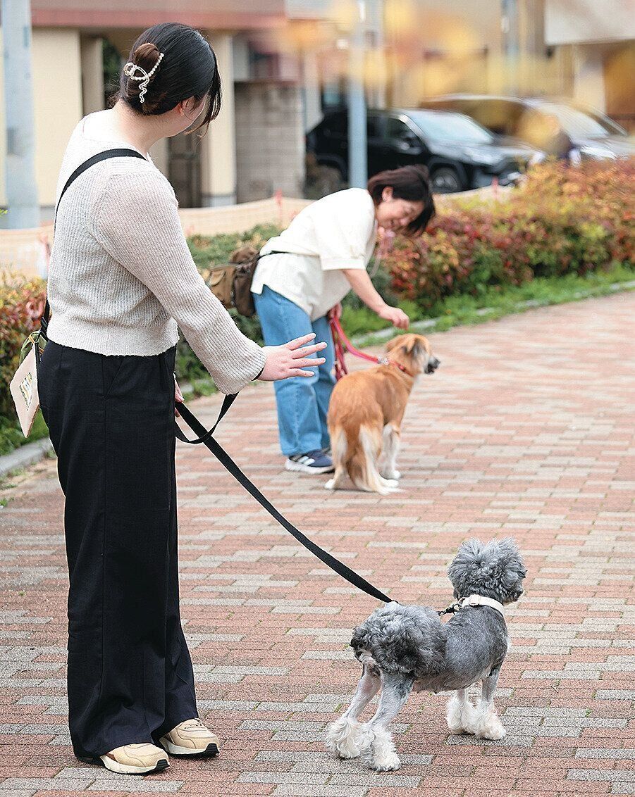 あいさつ後の犬たち