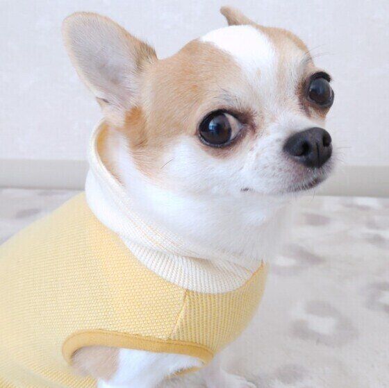 レモン色のベストを着て横向きに座り、右斜め上方向のカメラを見つめて微笑むチワワ