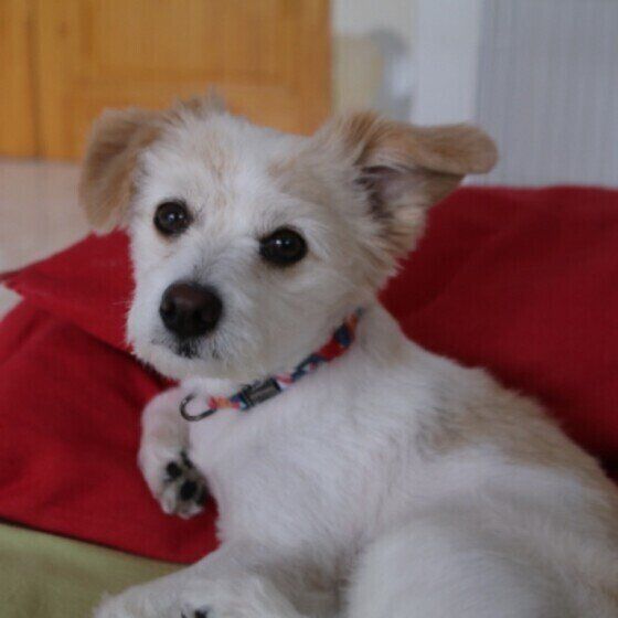 元気いっぱいなレオちゃん