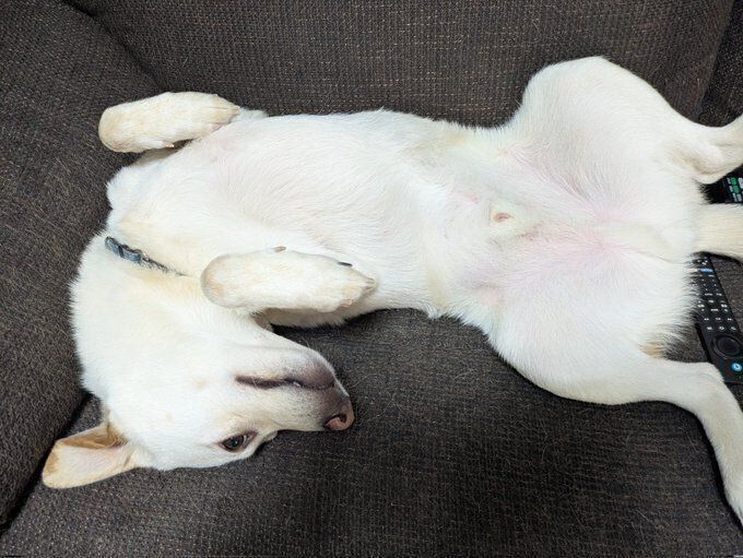 甘える気満々におなかをだすヒノくん